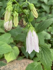 Campanula punctata