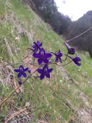 Delphinium patens