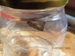 Caradrina clavipalpis