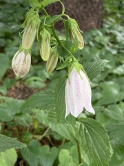 Campanula punctata