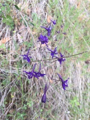 Delphinium patens