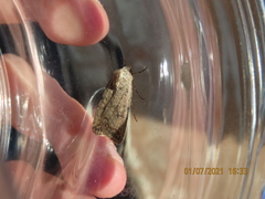 Caradrina clavipalpis