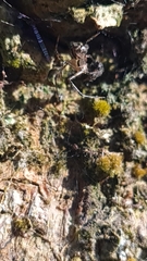 Theridiidae