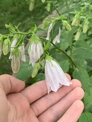 Campanula punctata