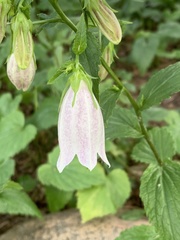 Campanula punctata