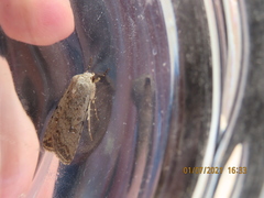 Caradrina clavipalpis