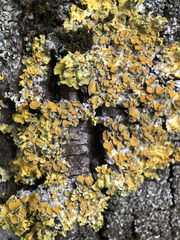 Xanthoria parietina
