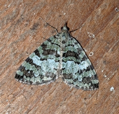 Hydriomena speciosata