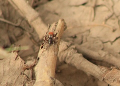 Habronattus forticulus