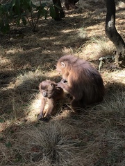 Theropithecus gelada