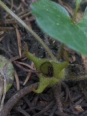 Asarum