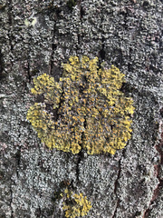 Xanthoria parietina