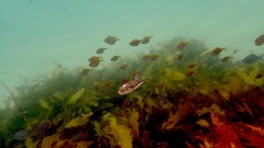 Torquigener pleurogramma