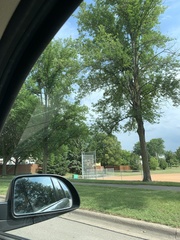 Fraxinus pennsylvanica