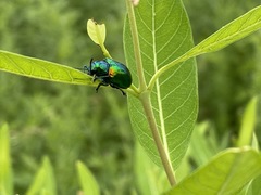 Chrysochus auratus