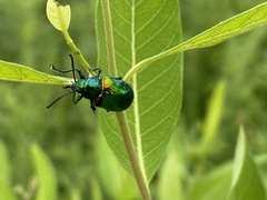 Chrysochus auratus