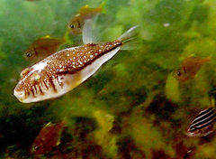 Torquigener pleurogramma