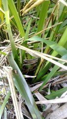 Machaerina sinclairii