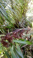 Machaerina sinclairii