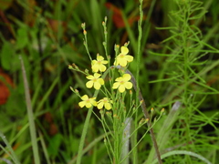 Linum floridanum