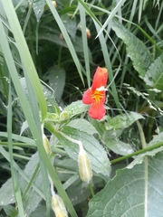 Erythranthe cinnabarina