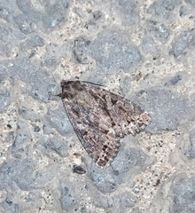 Apterogenum ypsillon