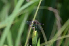 Lyriothemis pachygastra