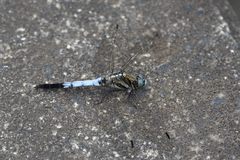 Orthetrum albistylum