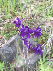 Delphinium patens