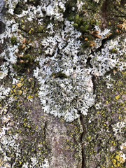 Phaeophyscia orbicularis