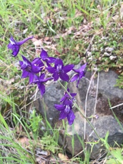 Delphinium patens