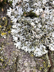 Phaeophyscia orbicularis