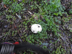 Amanita ananiceps