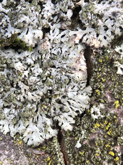 Phaeophyscia orbicularis