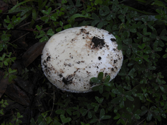 Amanita ananiceps