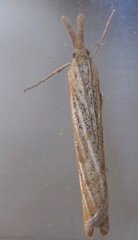 Pediasia dorsipunctellus