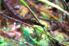 Vanacampus poecilolaemus