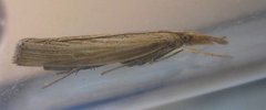 Pediasia dorsipunctellus