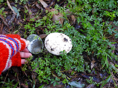 Amanita ananiceps
