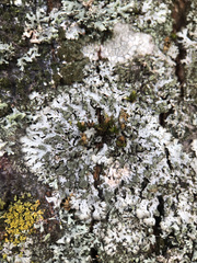 Phaeophyscia orbicularis