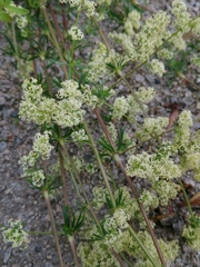 Galium