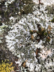 Phaeophyscia orbicularis