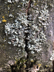 Physcia adscendens