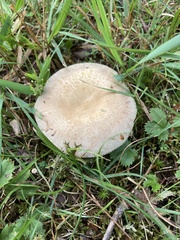 Russulaceae