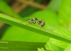 Polyrhachis