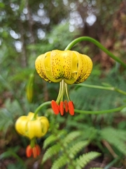 Lilium pyrenaicum