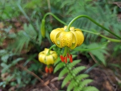 Lilium pyrenaicum