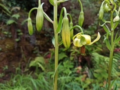Lilium pyrenaicum