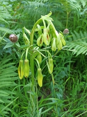 Lilium pyrenaicum