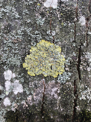 Xanthoria parietina